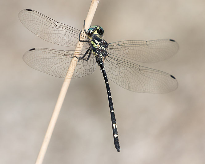 Eusynthemis nigra male-2278.jpg